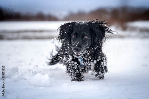 Szczęşliwy pies biegnie po śniegu