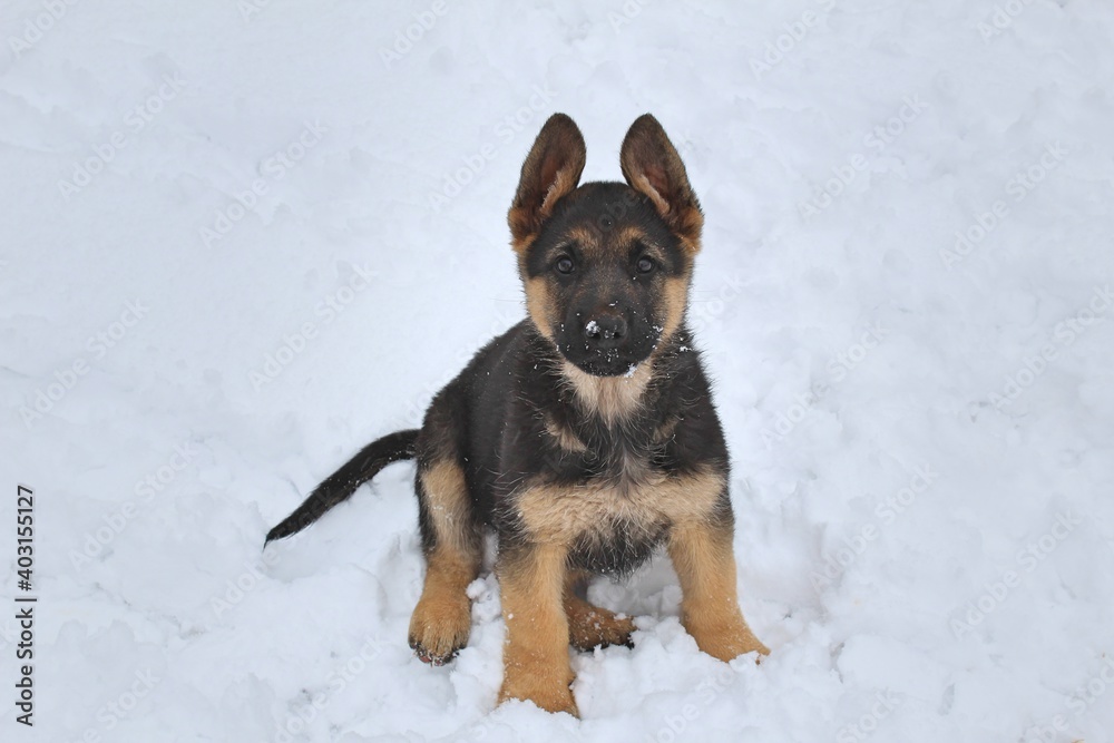 German Shepherd Puppy in the Snow German Shepherd Puppy in the Snow