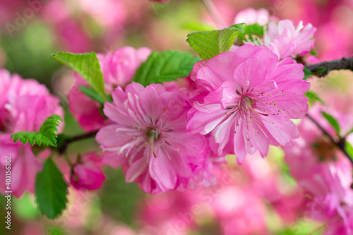 Beautiful floral pink background of sakura flowers © vvicca