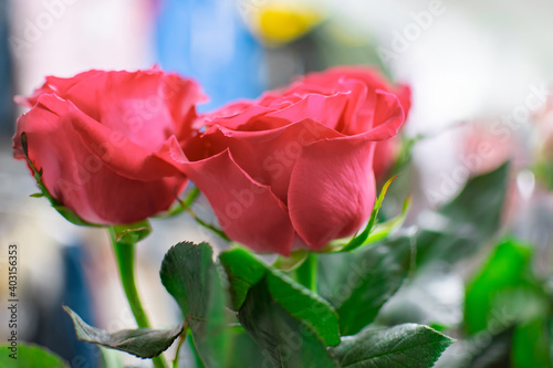 Bouquet of two scarlet roses close up. Selective focus.