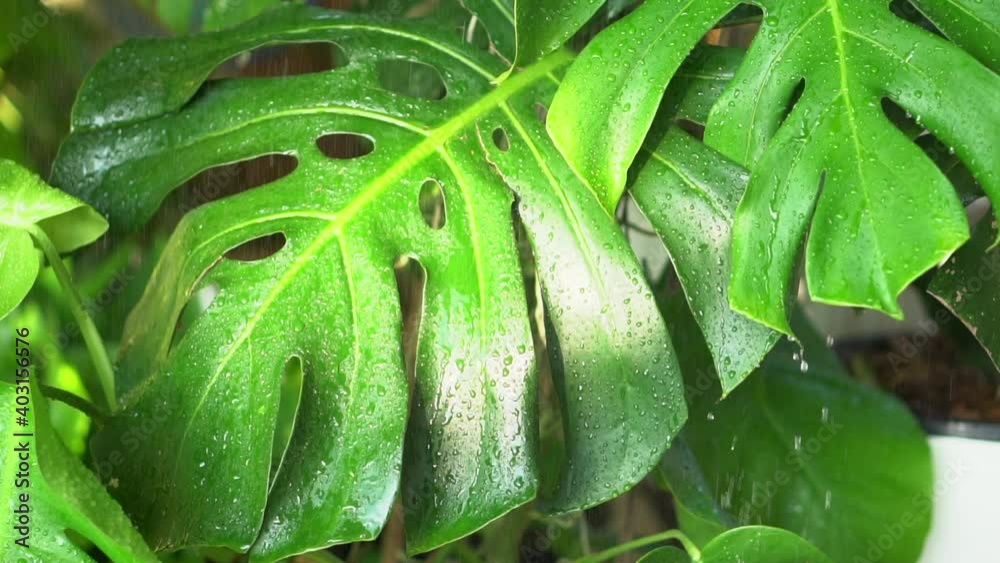 monstera leaf in the garden green leaves background monstera leaf in the garden green leaves background