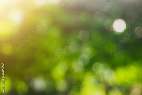 Abstract green blurred bokeh background from trees in the botanic garden park