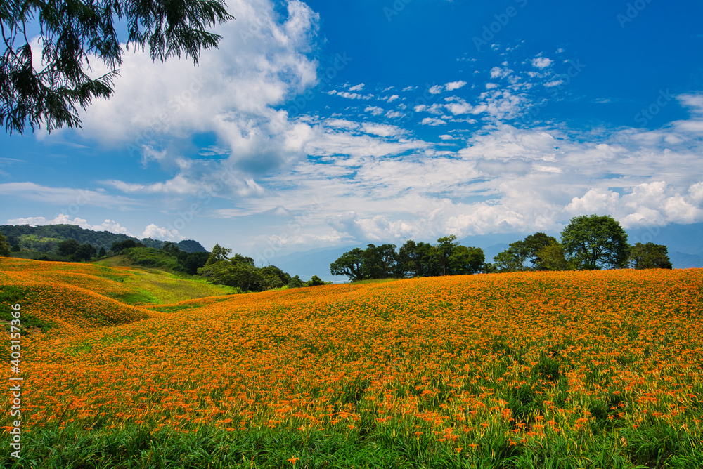 Wild Orange Daylily flowers bloom all over the mountains and fields, Taiwan.