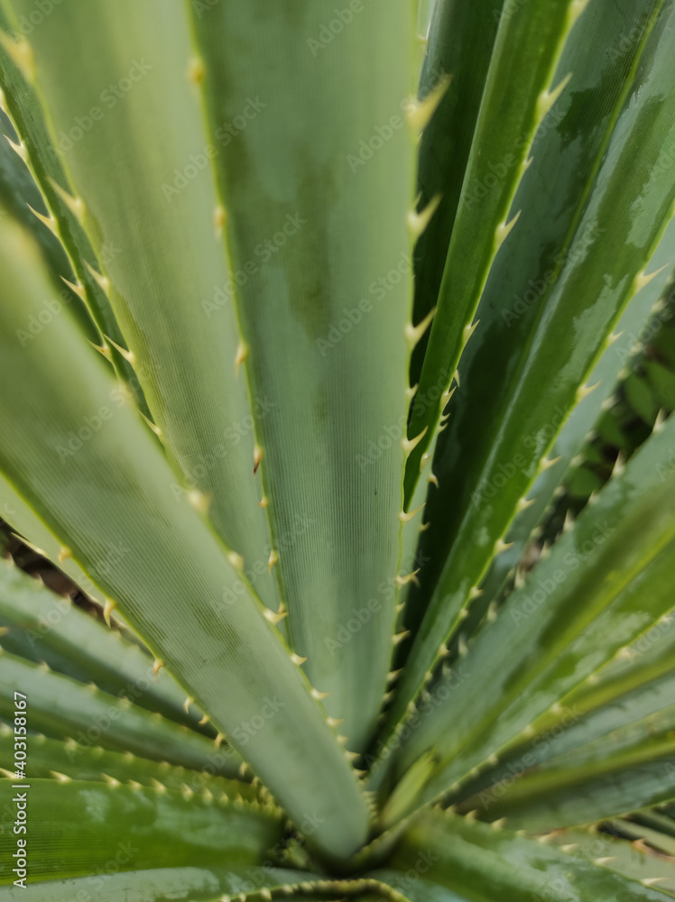 Fototapeta premium Candelabra Aloe Texture Background Prickly Leaves