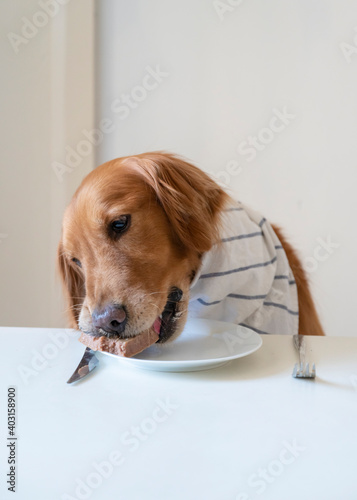Golden Retriever eating food from the plate © chendongshan