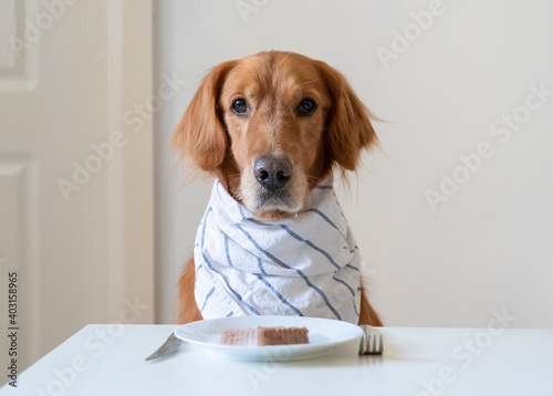 Golden Retriever prepares to eat at the table © chendongshan