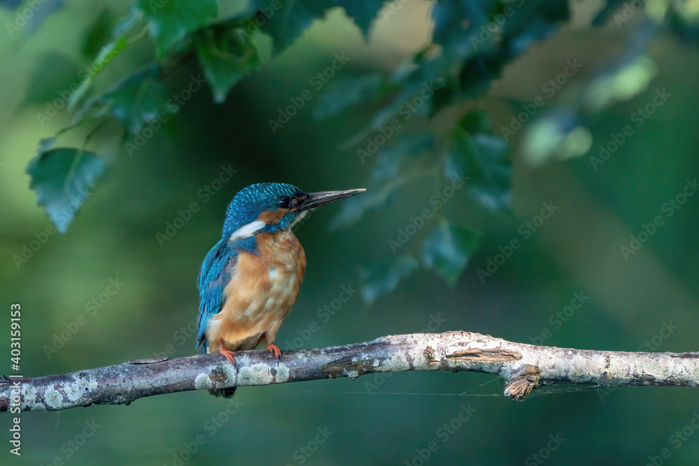Fototapeta premium Blue Kingfisher bird, male Common Kingfisher, sitting on a branch, leafs in background