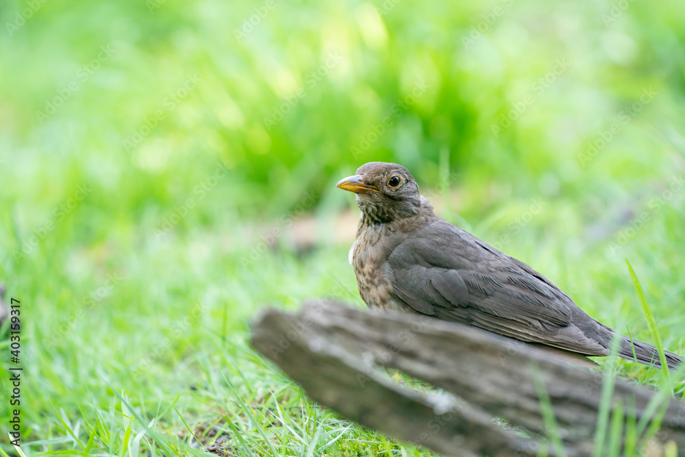 The brown female blackbird sits behind a dead piece of wood in a green lawn. The common blackbird, Turdus merula, seen from the side The brown female blackbird sits behind a dead piece of wood in a green lawn. The common blackbird, Turdus merula, seen from the side