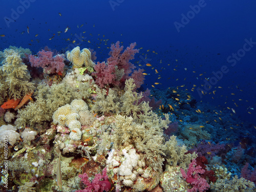 A diverse Red Sea coral reef