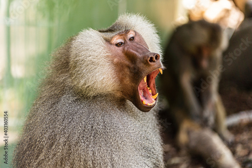 Hamadryas baboon at Crocodylus Park, Darwin.