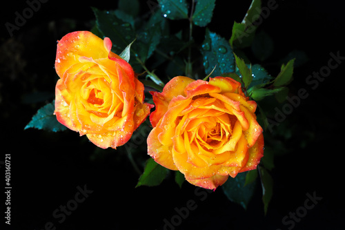 Yellow orange red rose Flower blossom pair with green leaves  rain drop on black background. valentine day concept  selective focus.