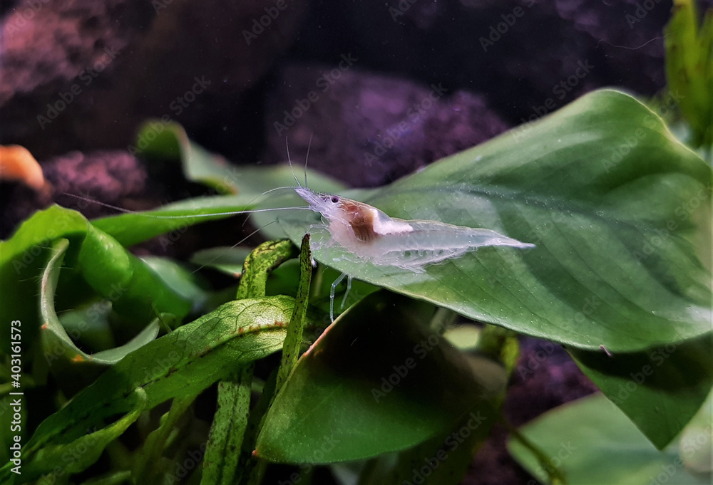red cherry dwarf Shrimp in freshwater aquarium. Neocaridina david is a freshwater shrimp from Taiwan which is commonly kept in aquariums. red cherry dwarf Shrimp in freshwater aquarium. Neocaridina david is a freshwater shrimp from Taiwan which is commonly kept in aquariums.