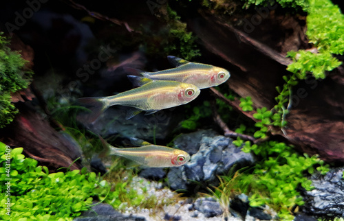 albino lemon tetras fish are swimming in freshwater aquarium. Hyphessobrycon pulchripinnis is originates from South America, belonging to the family Characidae.