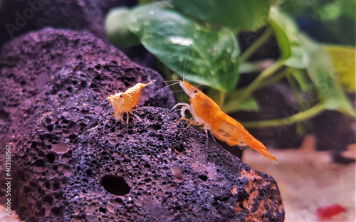 red cherry dwarf Shrimp in freshwater aquarium. Neocaridina david is a freshwater shrimp from Taiwan which is commonly kept in aquariums.