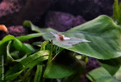 red cherry dwarf Shrimp in freshwater aquarium. Neocaridina david is a freshwater shrimp from Taiwan which is commonly kept in aquariums.