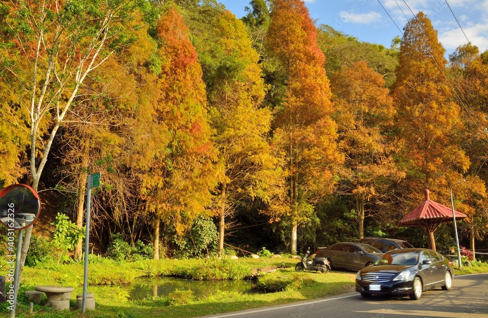 Naklejka premium Colorful winter deciduous cypress tree,(Farm in Hsinchu,Taiwan)