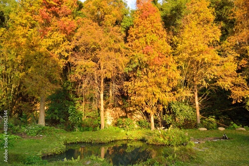 Colorful winter deciduous cypress tree  Farm in Hsinchu Taiwan 