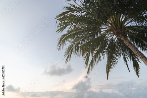 Tropical coconut palm trees againt blue sky and sunlight. photo