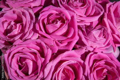 Background of pink roses. Pink roses for love background