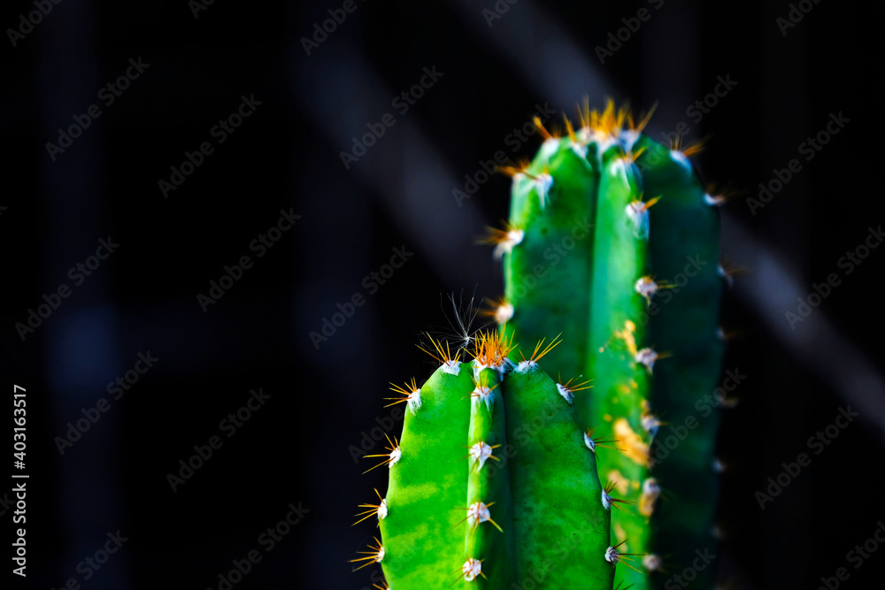Cactus against blurred black shade background.