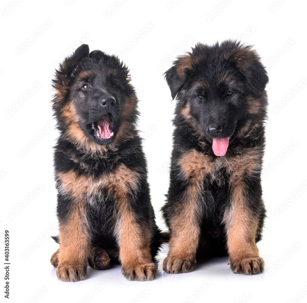 puppies german shepherd puppies german shepherd