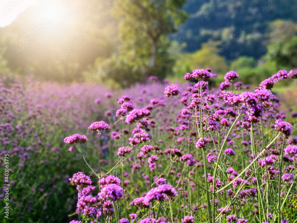 Naklejka premium Sun and purple lavender fields
