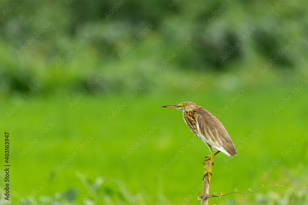 Selective focus shot of a bittern heron perched on a deadwood branch Selective focus shot of a bittern heron perched on a deadwood branch