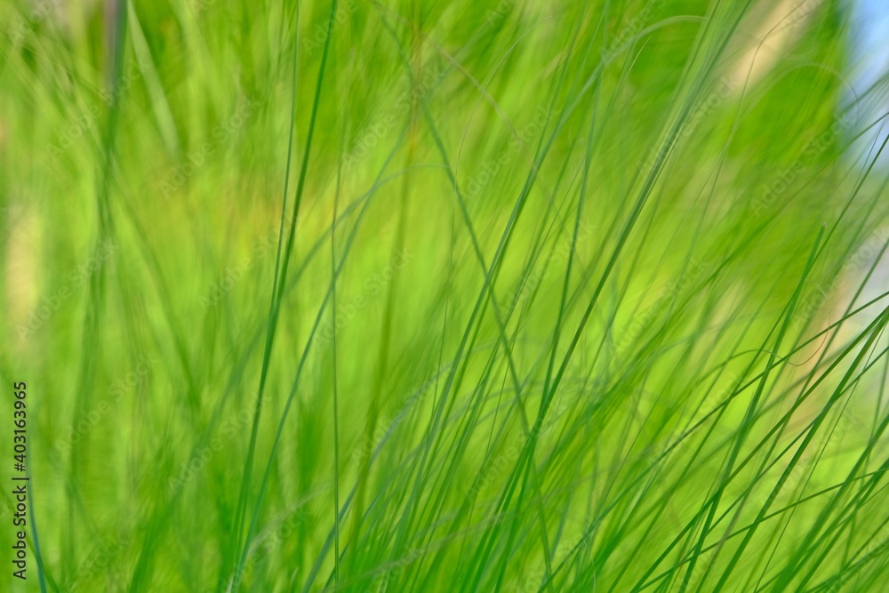 Green Fountain grass blows gently for background. Green Fountain grass blows gently for background.