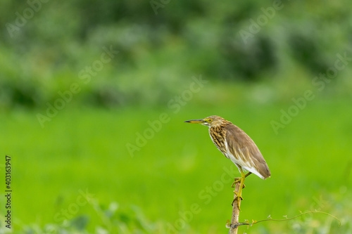 Selective focus shot of a bittern heron perched on a deadwood branch