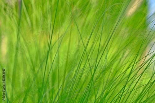 Green Fountain grass blows gently for background.