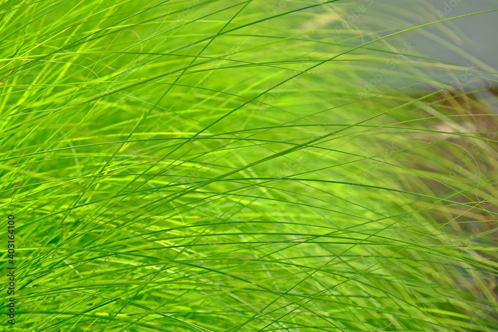 Green Fountain grass blows gently for background. Green Fountain grass blows gently for background.