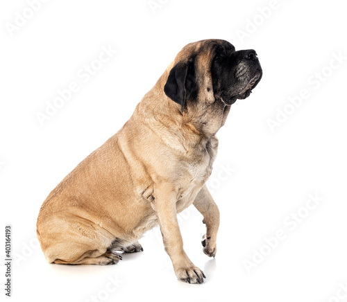 English Mastiff in studio