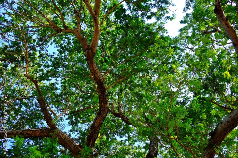 View of branches and leaves of trees taken from the ground.