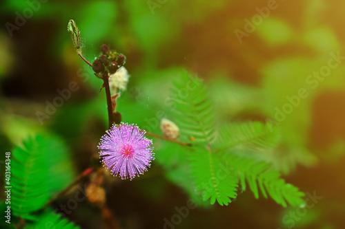 Beautiful blooming sensitive plant flower (Mimosa pudica) with blurred green leaves background. © Supratchai