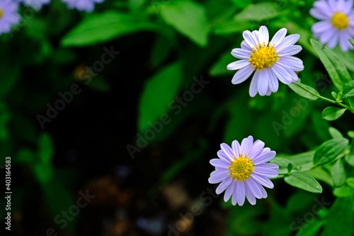Beautiful Native daisy (Cut leaf daisy ) flowers on blurred green leaves and dark shadow background. Native ground cover plants.