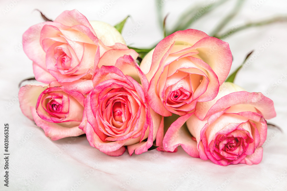 The branch of pink roses on white fabric background
