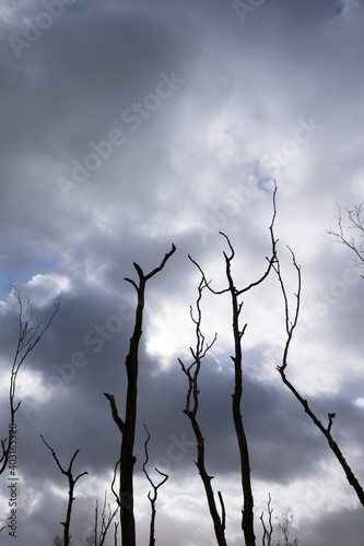 Silhouette of dead bare trees against sky with dramatic clouds. Vertical image