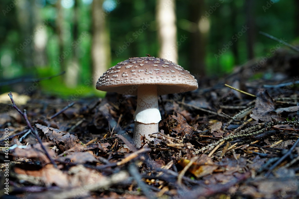 The gray fly agaric grows in the forest. The gray fly agaric grows in the forest.
