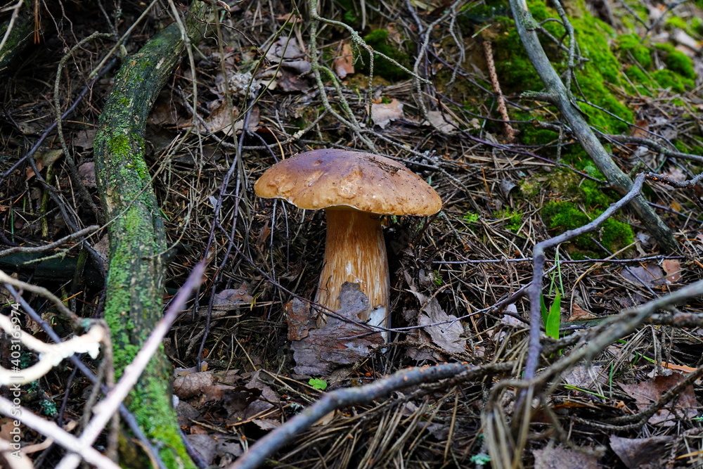 White mushroom grows in the forest. White mushroom grows in the forest.