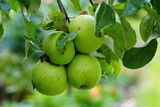 Green apples grow on an apple tree.