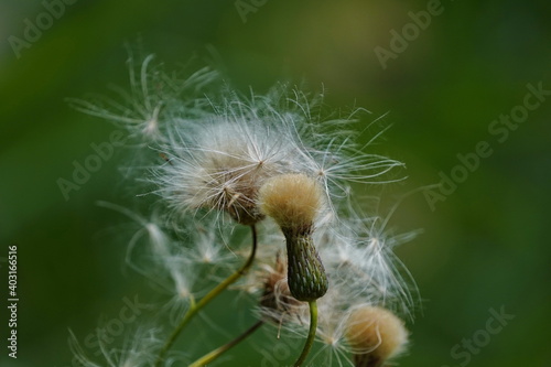 Serpukha seeds on a green background.