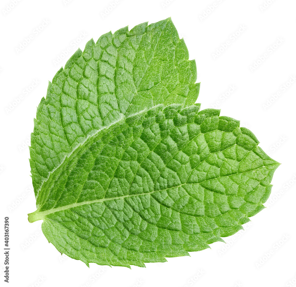 Mint leaves isolated on white Mint leaves isolated on white