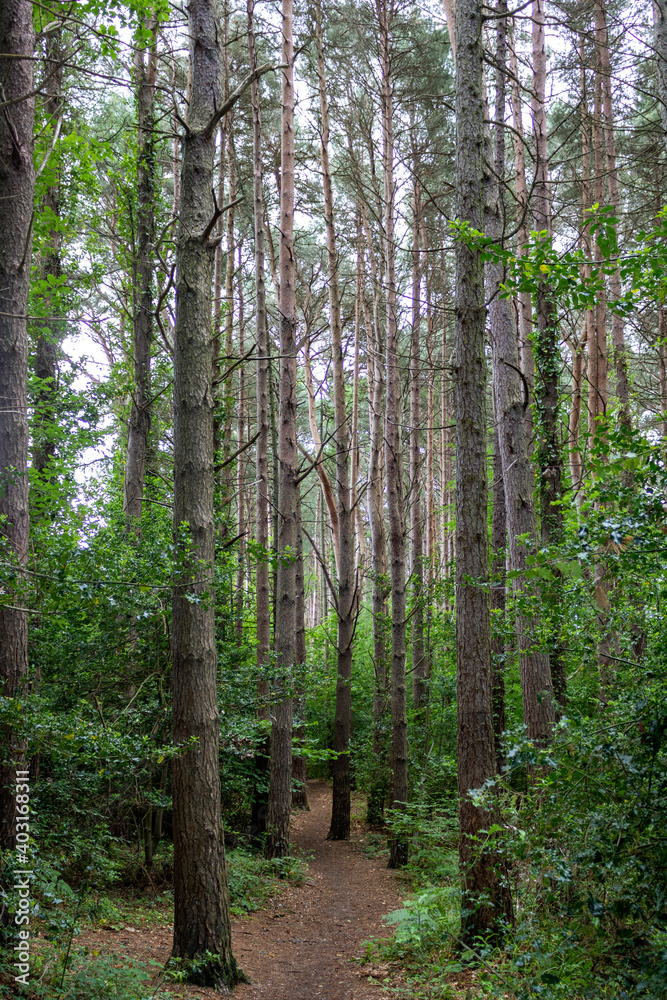 Forest trail in the national park. Ireland Forest trail in the national park. Ireland