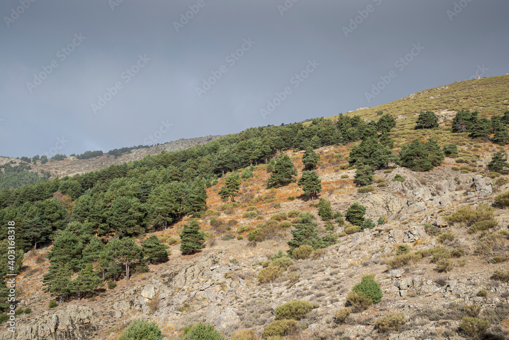 Forest of Scots pine tree, Pinus sylvestris. Photo taken in the municipality of Bustarviejo, province of Madrid, Spain