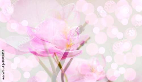 Abstract floral background. Defocused. Bokeh effect.Orchid flowers on a white background. Place for text. Banner of flowers. Double exposure. Tenderness.