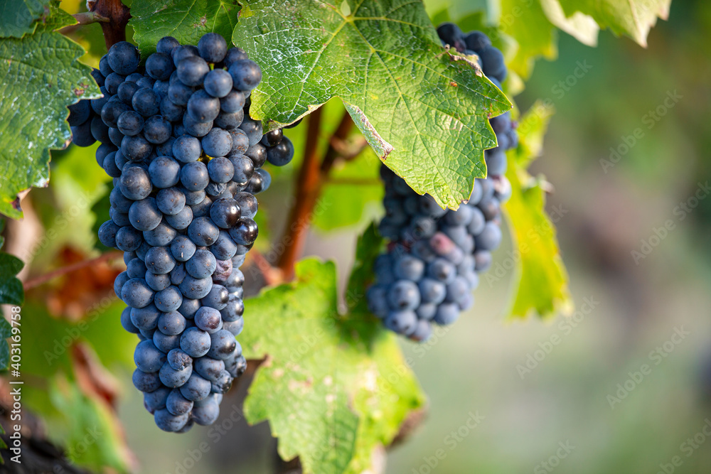 Grappe de raisin noir ou pourpre dans les vignes.