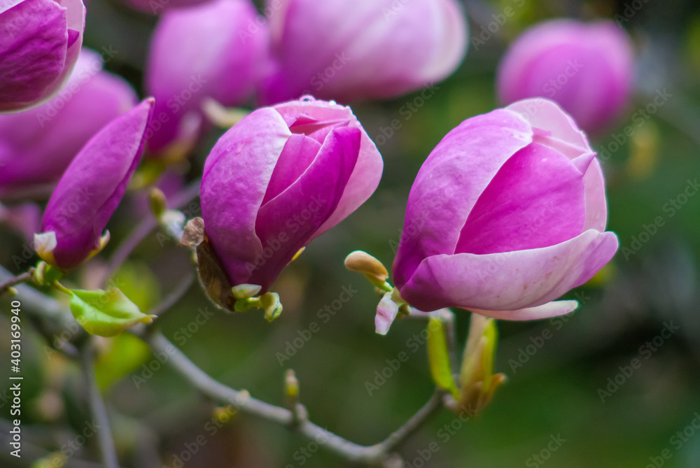 Springtime begining in the garden. The branches of a blossoming tree in spring day in the wind. Magnolia tree in pink flowers. Beautiful blurring background. selective focus.