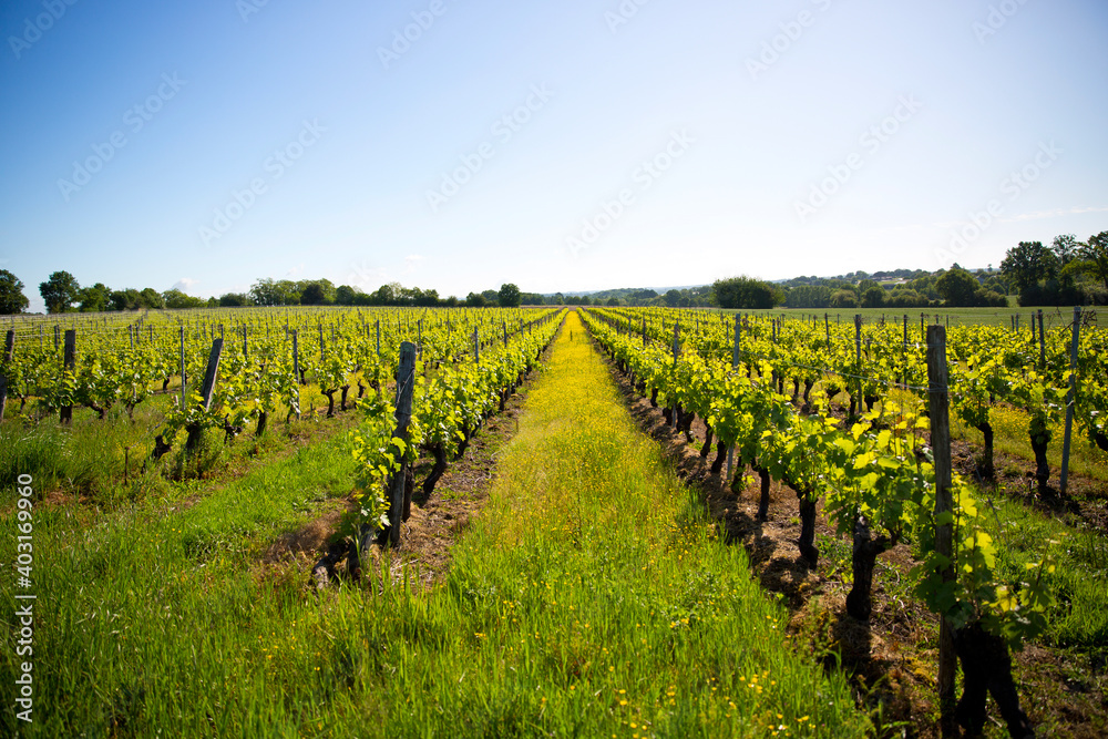 Paysage d'un vignoble au printemps avant les vendanges.