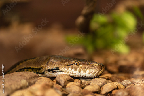 Closeup of a Northern Carpet Python.