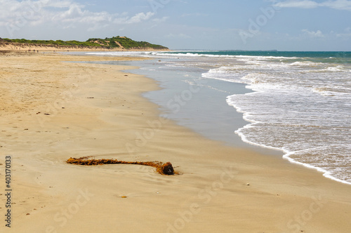 Foto Seaweed washed ashore on Whites Beach - Torquay, Victoria, Australia
